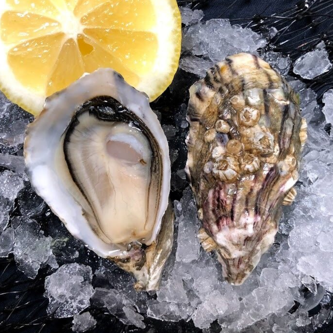 Oyster Run 2026 Go Shuck Ur-Self Bucket- Pre Order