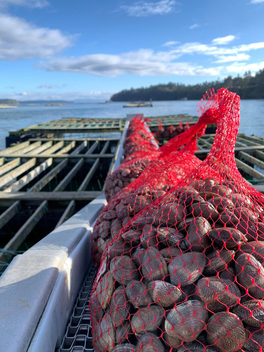 Manila Steamer Clams Penn Cove Shellfish, LLC