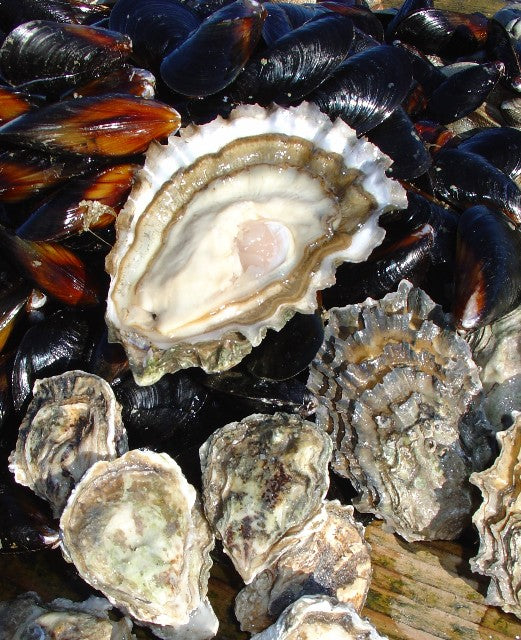 Oyster Run 2026 Go Shuck Ur-Self Bucket- Pre Order